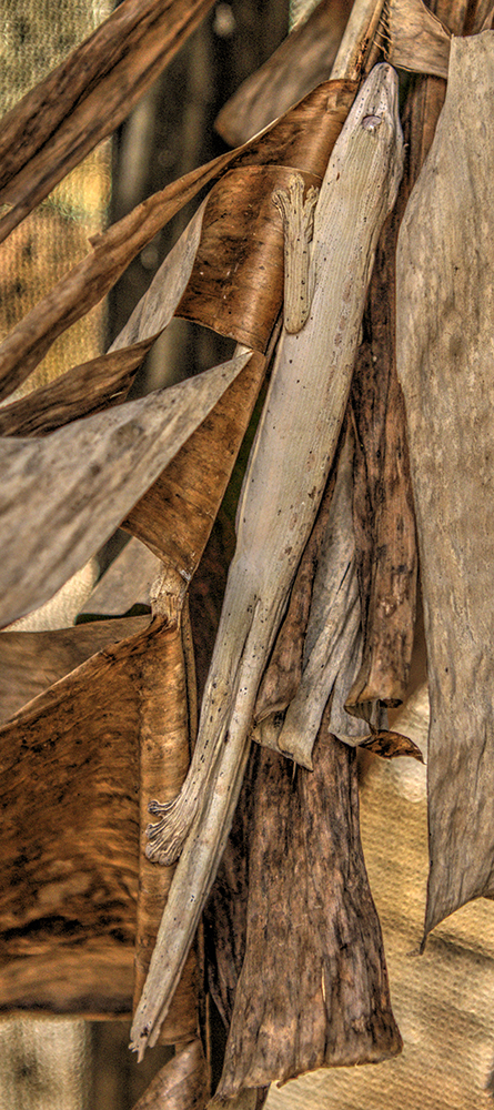 Brown Leaf chameleon